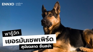 เยอรมันเชพเพิร์ด (German Shepherd) สุนัขแสนรู้ นิสัย และลักษณะเป็นยังไง