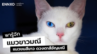 รู้จักแมวขาวมณี เจ้าแมวตาสองสี ลักษณะ นิสัยและความเชื่อ