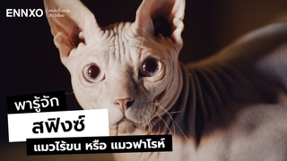 รู้จักแมวสฟิงซ์ (Sphynx) สายพันธ์ุหนังไก่ ลักษณะ และนิสัยยังไง