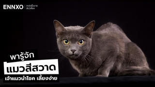 ลักษณะและนิสัยแมวสีสวาดนำโชค หรือโคราช (Korat) แมวนำโชคของคนไทย