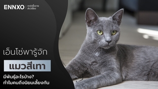 แมวสีเทา พันธุ์อะไร ทำไมถึงเป็นที่นิยมเลี้ยงของทาสแมว