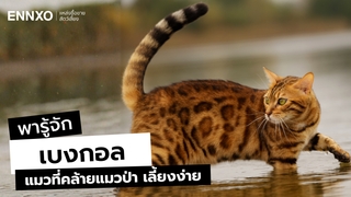 แมวเบงกอล (Bengal) มีกี่ลาย รู้จักนิสัย ลักษณะ การดูแล เลี้ยงยากไหม?