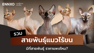 แมวไร้ขน แมวไม่มีขน มีกี่สายพันธุ์ ราคาแพงไหม