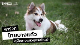 ลักษณะ หมาบางแก้ว (Thai Bangkaew Dog) สุนัขไทย สุดจงรักภักดี