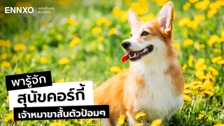 คอร์กี้ (Corgi) เจ้าหมาขาสั้นสุดน่ารัก ลักษณะ นิสัยเลี้ยงยากไหม 