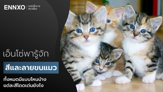 แมวมีสีและลวดลายอะไรบ้าง รวมสีขนแมวทั้งหมด