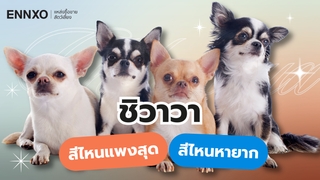 แนะนำสุนัขชิวาวา สีอะไรแพงสุด สีไหนหายาก