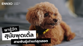 สุนัขพุดเดิ้ล มีกี่สายพันธุ์ มีกี่ขนาด Poodle ลักษณะแท้ นิสัยดูยังไง