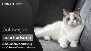 รวมแมวต่างประเทศ เช็คเลยแมวพันธุ์ไหนเหมาะกับคุณ