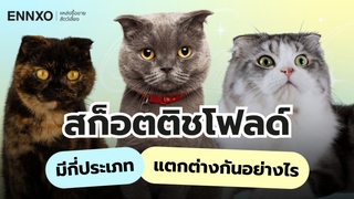 แมวสก็อตติช มีกี่แบบ Scottish Fold หูตั้ง หูพับ ดูยังไง