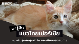 แมวเปอร์เซียผสมไทย มีลักษณะและนิสัยเป็นอย่างไร   