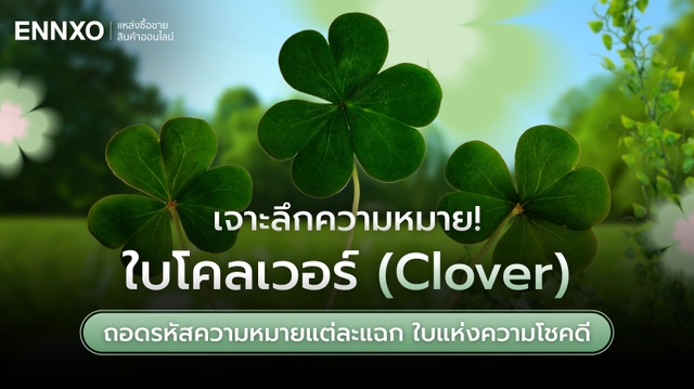 ใบโคลเวอร์ 4 แฉก มีความหมายว่าอะไร ใบโชคดีตามความเชื่อ