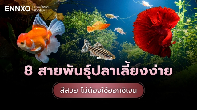 แนะนำปลาเลี้ยงง่าย ไม่ต้องใช้ออกซิเจนในโหลในตู้ มีอะไรบ้าง