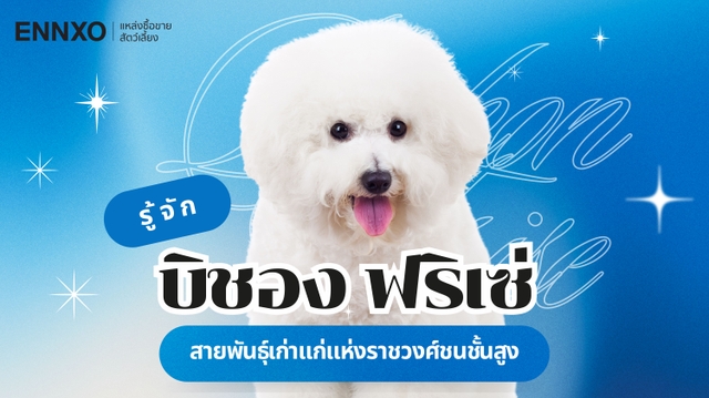สุนัขบิชอง ฟริเซ่ (Bichon Frise) นิสัยฉลาดไหม เลี้ยงยากไหม?