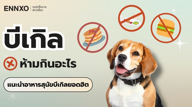 สุนัขบีเกิ้ล ห้ามกินอะไร พร้อมแนะนำอาหารบีเกิ้ลยอดนิยม