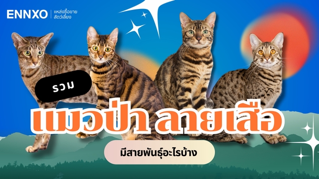 10 ชนิดแมวป่า ลายเสือ พันธุ์อะไรบ้าง รวมสายพันธุ์แมวที่มีลายเหมือนเสือ