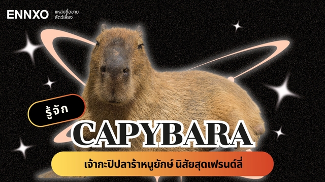 คาปิบารา เลี้ยงในไทยได้ไหม? ดูประวัติ และวิธีการเลี้ยง