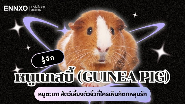 หนูแกสบี้ (Guinea Pig) วิธีเลี้ยง นิสัย หนูตะเภา มีกี่สายพันธุ์