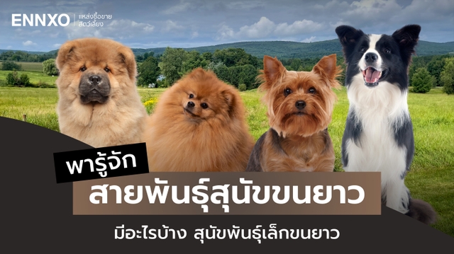 สายพันธุ์สุนัขขนยาว มีอะไรบ้าง ลักษณะ นิสัย และการดูแล