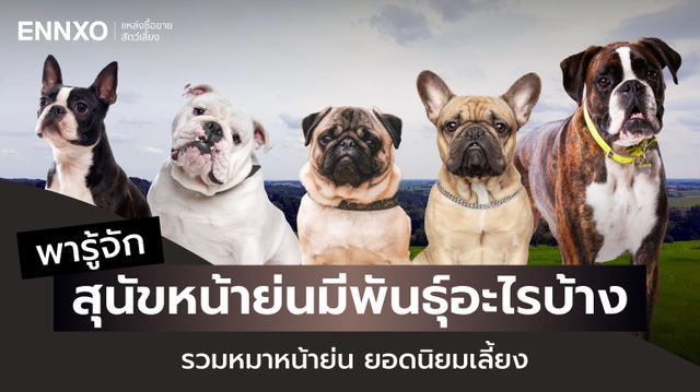 สุนัขหน้าย่น พันธุ์อะไร รวมหมาหน้าย่นสุดฮิต พร้อมจุดเด่นแต่ละพันธุ์