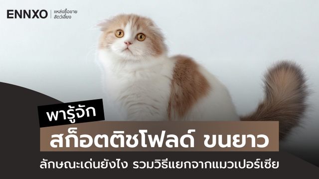 สก็อตติชโฟลด์ ขนยาว ลักษณะยังไง วิธีแยกจากแมวเปอร์เซีย