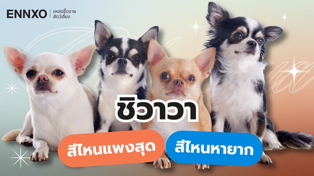 แนะนำสุนัขชิวาวา สีอะไรแพงสุด สีไหนหายาก