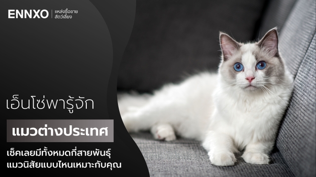 รวมแมวต่างประเทศ เช็คเลยแมวพันธุ์ไหนเหมาะกับคุณ