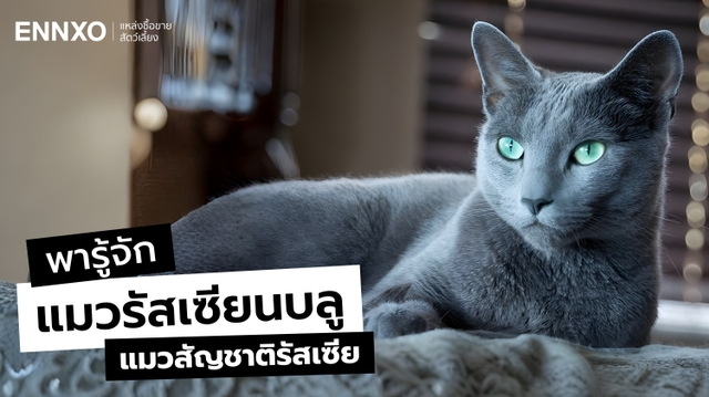 10 เรื่องน่ารู้รัสเซียนบลู (Russian Blue) แมวสัญชาติรัสเซีย