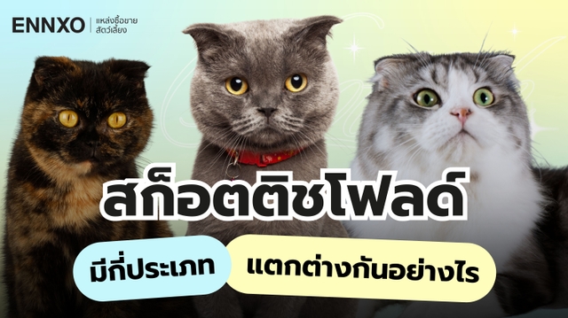 แมวสก็อตติช มีกี่แบบ Scottish Fold หูตั้ง หูพับ ดูยังไง