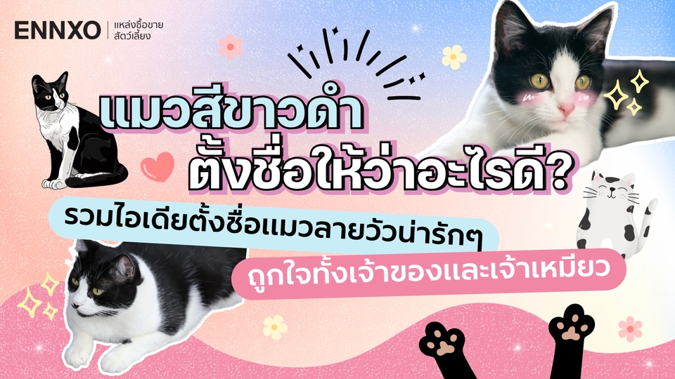 ไอเดียตั้งชื่อแมวขาวดำ แมวลายวัว ชื่ออะไรดี ส่องชื่อเล่นน่ารักๆ | ENNXO