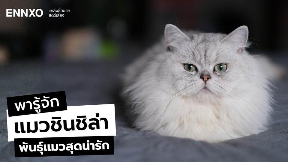 รู้จักลักษณะและนิสัยแมวชินชิล่า (Chinchilla) พันธุ์แมวสุดน่ารัก