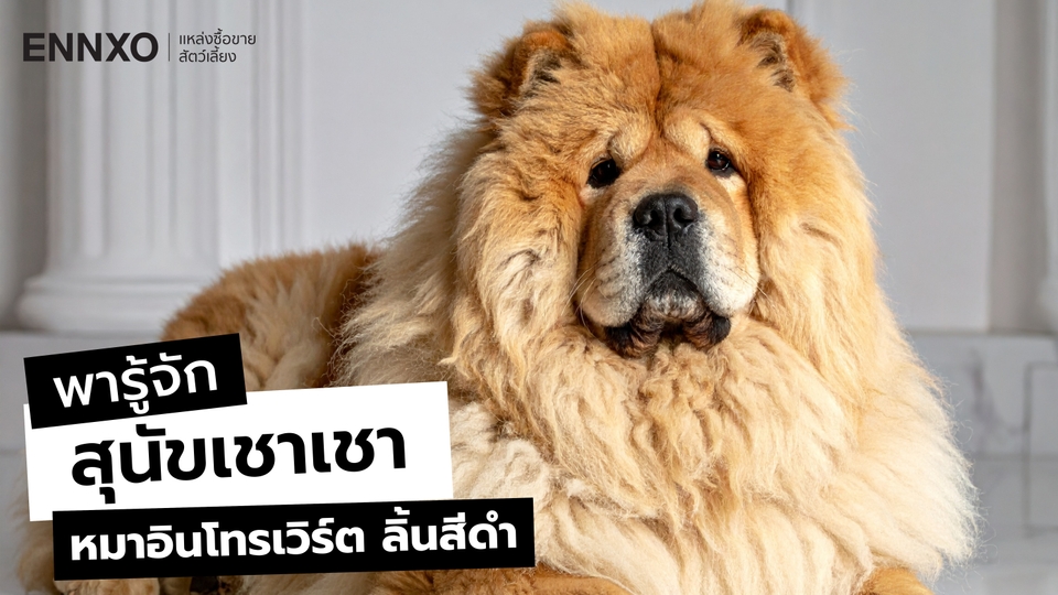 สุนัขเชาเชา (Chow Chow) หมาพันธุ์นี้ดุไหม อ่านประวัติ นิสัย การเลี้ยง
