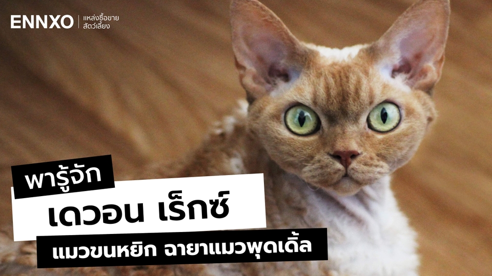 แมวเดวอน เร็กซ์ (Devon Rex) นิสัยยังไง เลี้ยงยากไหม?