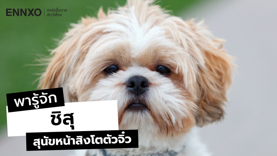 ลักษณะ และนิสัย ชิสุ (Shih Tzu) สุนัขแสนรู้ ใครเห็นก็ตกหลุมรัก