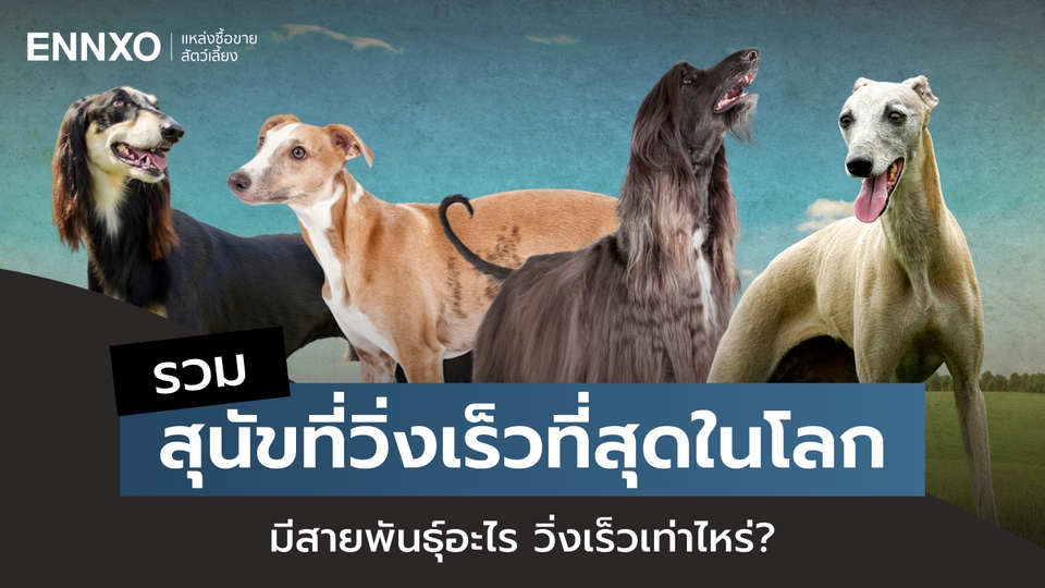 8 สุนัขที่วิ่งเร็วที่สุดในโลก มีสายพันธุ์อะไร วิ่งเร็วเท่าไหร่?