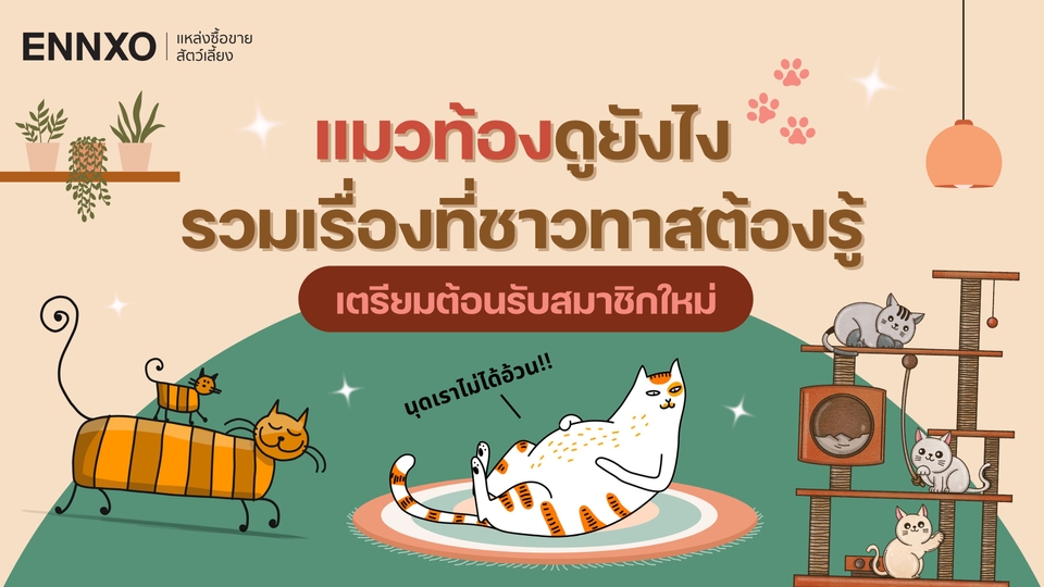 วิธีสังเกตแมวท้องดูยังไง ท้องกี่เดือน จะรู้ได้ไงว่าแมวใกล้คลอด