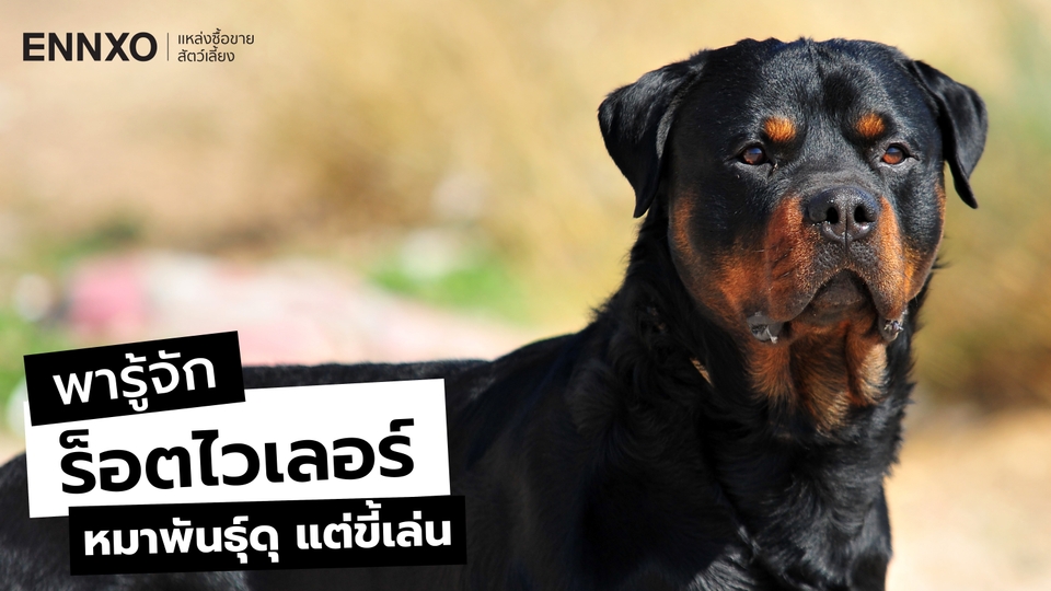 สุนัขร็อตไวเลอร์ (Rottweiler) ดุไหม? รู้จักลักษณะ นิสัย และวิธีเลี้ยง