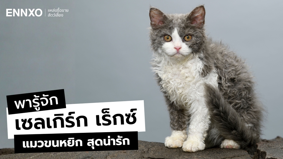 ประวัติ แมวเซลเกิร์ก เร็กซ์ (Selkirk Rex) แมวขนหยิก นิสัย เลี้ยงยาก?