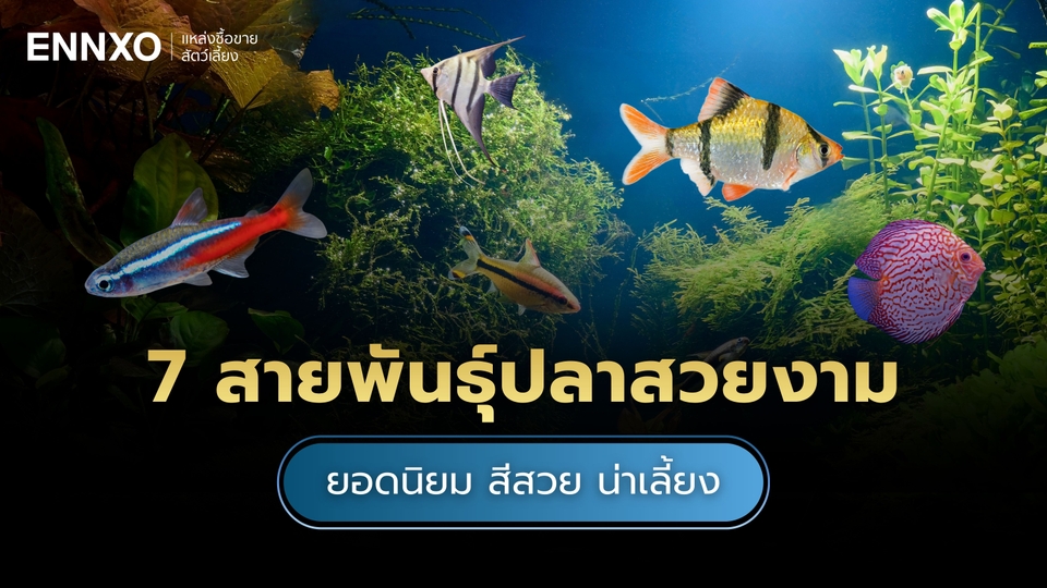 รวมปลาสวยงาม เลี้ยงง่าย ราคาเท่าไหร่ มีสายพันธุ์อะไรบ้าง