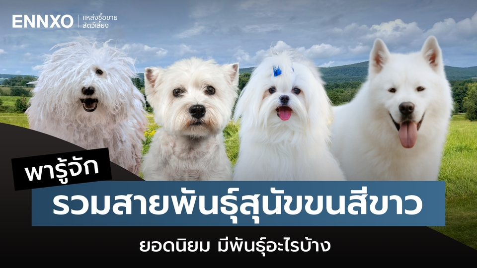 แนะนำ 10 สายพันธุ์หมาสีขาว ตัวเล็ก ตัวใหญ่ สุดน่ารัก