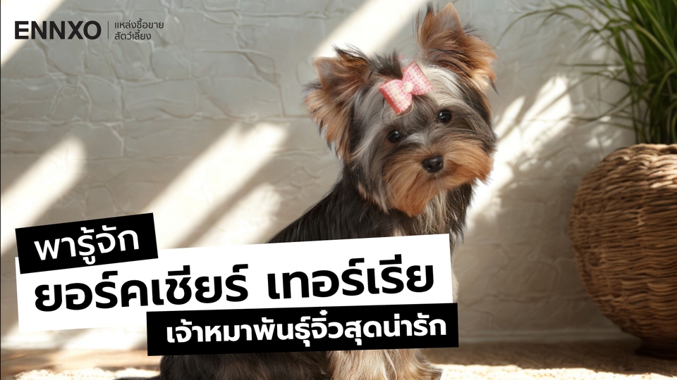 รู้จักยอร์คเชียร์ เทอร์เรีย นิสัย การดูแล และวิธีเลี้ยงสุนัขพันธุ์เล็ก