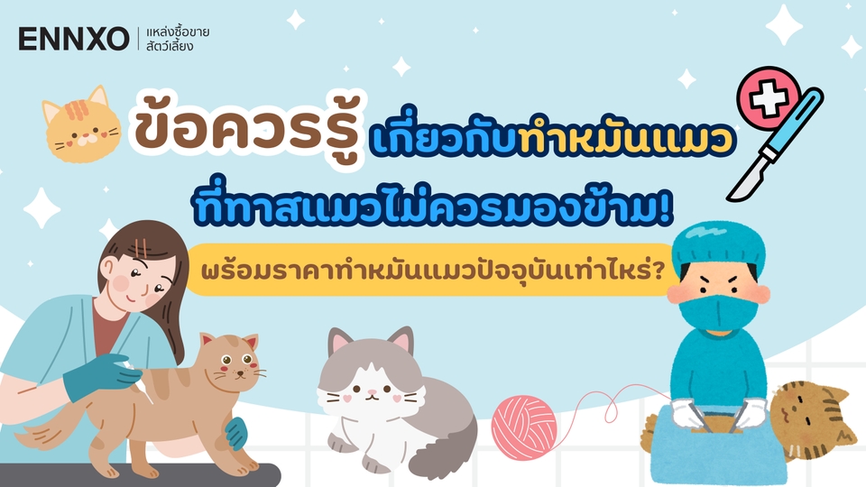 ทำหมันแมวราคากี่บาท พร้อมข้อควรรู้ทำหมันแมวตัวผู้ ตัวเมีย ทั้งหมด