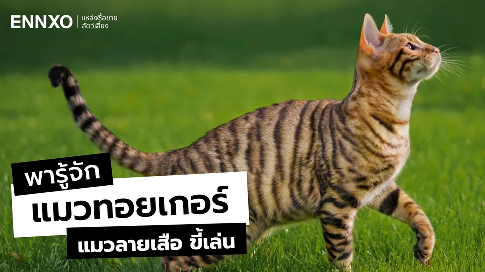 แมวทอยเกอร์ (Toyger) เสือโคร่งเวอร์ชันมินิ นิสัย ลักษณะ และการดูแล