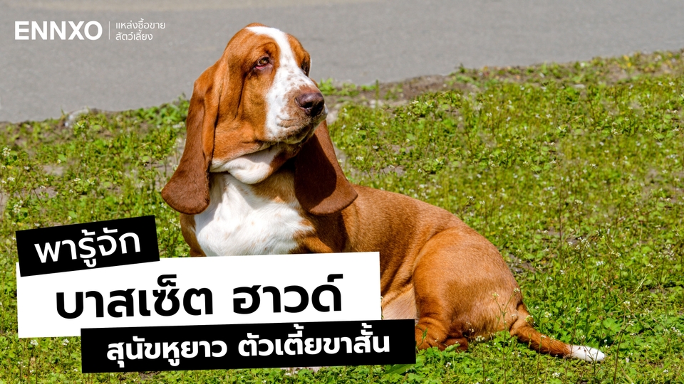 บาสเซ็ต ฮาวด์ นิสัย ลักษณะเด่นเป็นยังไง พร้อมเคล็ดลับการดูแล