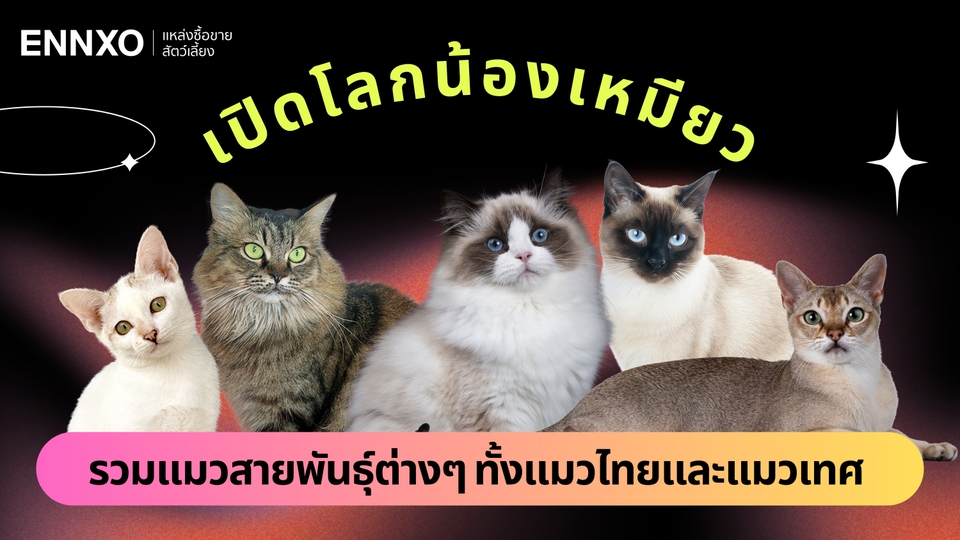 รวมสายพันธุ์แมวต่างๆ ทั่วโลก เจาะลึกพันธุ์แมวน่าเลี้ยงทั้งหมด