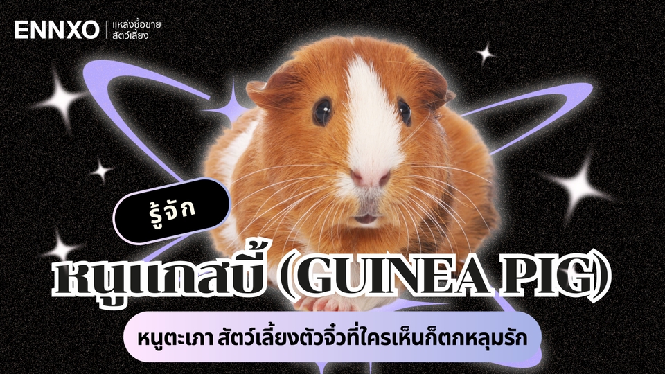 หนูแกสบี้ (Guinea Pig) วิธีเลี้ยง นิสัย หนูตะเภา มีกี่สายพันธุ์