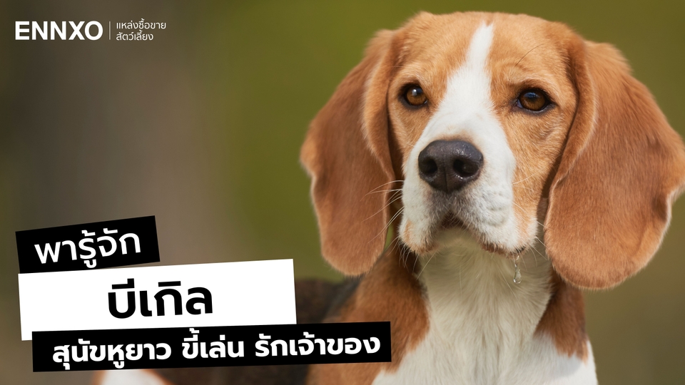 สุนัขบีเกิล (Beagle) เลี้ยงยากไหม รู้จักนิสัย และลักษณะ