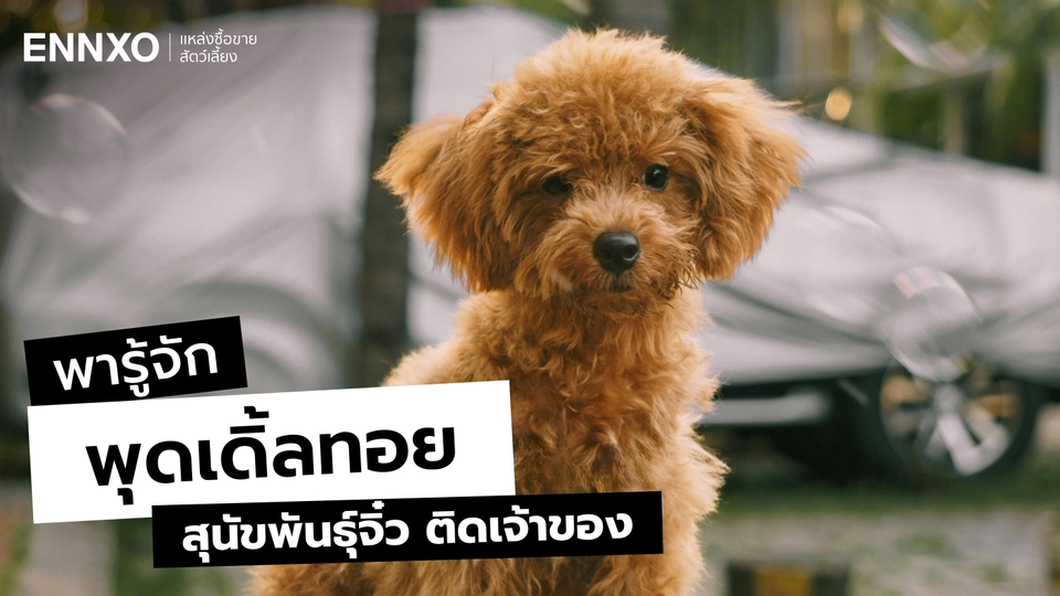 พุดเดิ้ลทอย (Toy Poodle) สุนัขพันธุ์จิ๋ว นิสัย เลี้ยงยากไหม