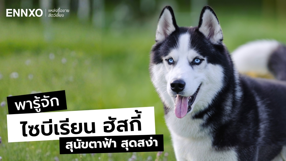 ลักษณะ นิสัย ไซบีเรียน ฮัสกี้ (Siberian Husky) สุนัขตาฟ้า สุดสง่า