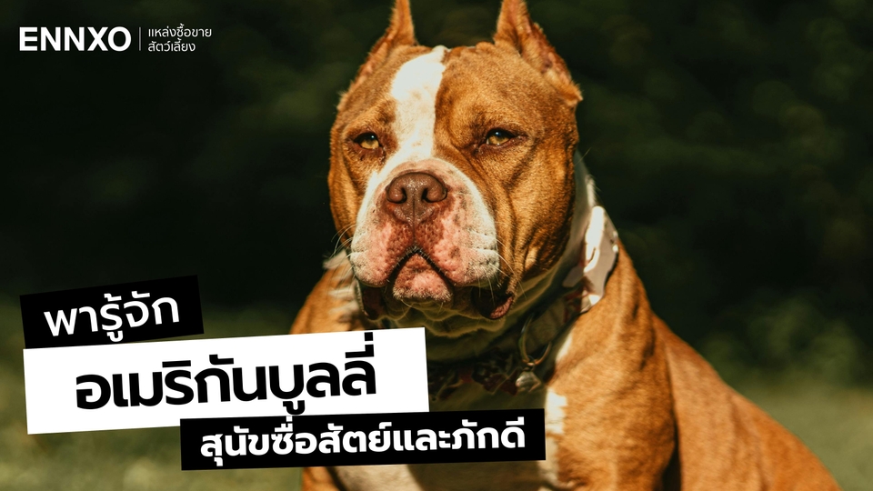 อเมริกันบูลลี่ (American Bully) กัดไหม? วิธีเลี้ยงสุนัขบูลลี่ไม่ให้ดุ